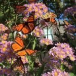 313e01db8bade9024ef813d52373f368